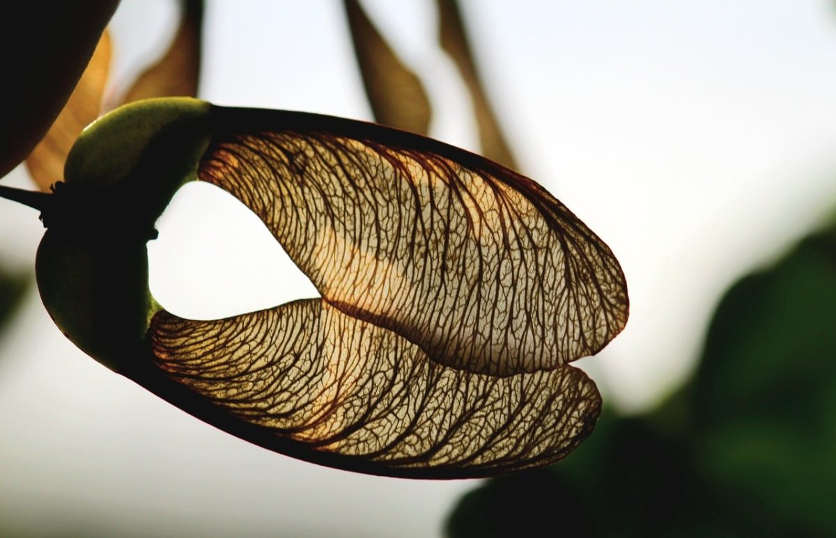 seeds, wings, maple, autumn, close-up, nature, seed wings, texture, season, detailed view, dry leaves, geometry, veins, natural pattern, biology, flora, details, backlighting, leaves in autumn