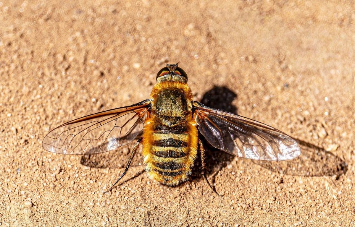 fly, macro, insect, sand, villa, animal, furry, nature, background, bug, wings, wildlife, outdoors, yellow, photography, abdomen, ground, mimicry, natural, detail
