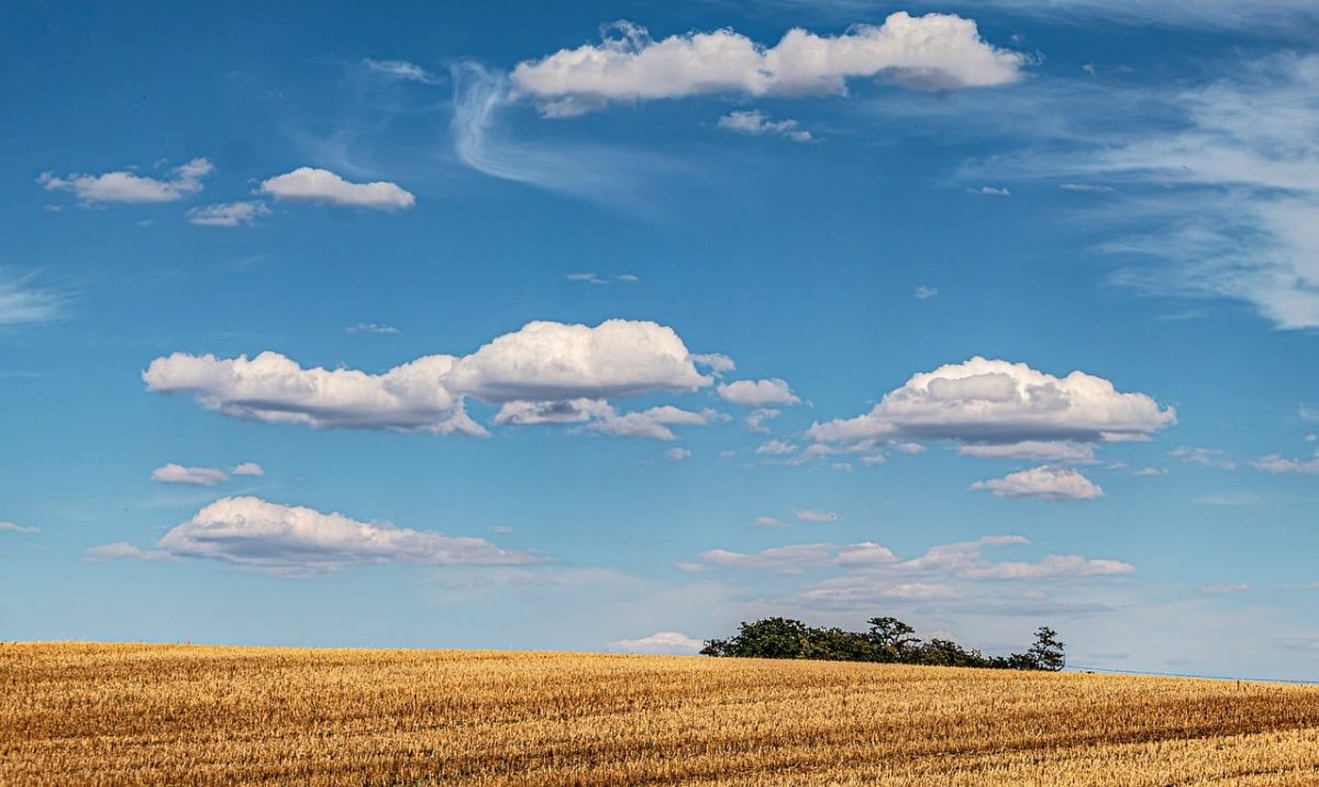 sky, desktop backgrounds, 4k wallpaper, mac wallpaper, clouds, cool backgrounds, hd wallpaper, 4k wallpaper 1920x1080, beautiful nature, rural, wheat field, free wallpaper, summer, free background, agriculture, sky background, nature, horizon, wallpaper hd, wallpaper 4k, landscape, sunny, daytime, nature wallpaper, blue sky, full hd wallpaper, windows wallpaper, laptop wallpaper, cumulus clouds, harvest, gold, nature background, yellow, wallpaper, scenic, straw, beautiful wallpaper, stubble