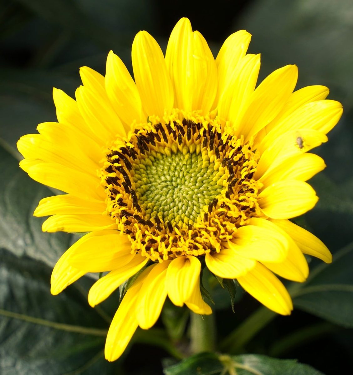 sunflower, nature, flower, bloom, flora, yellow, botany, plant, summer, gardening, agriculture, biology, growth, leaf, colorful, ecology, beautiful, background, crop, natural beauty