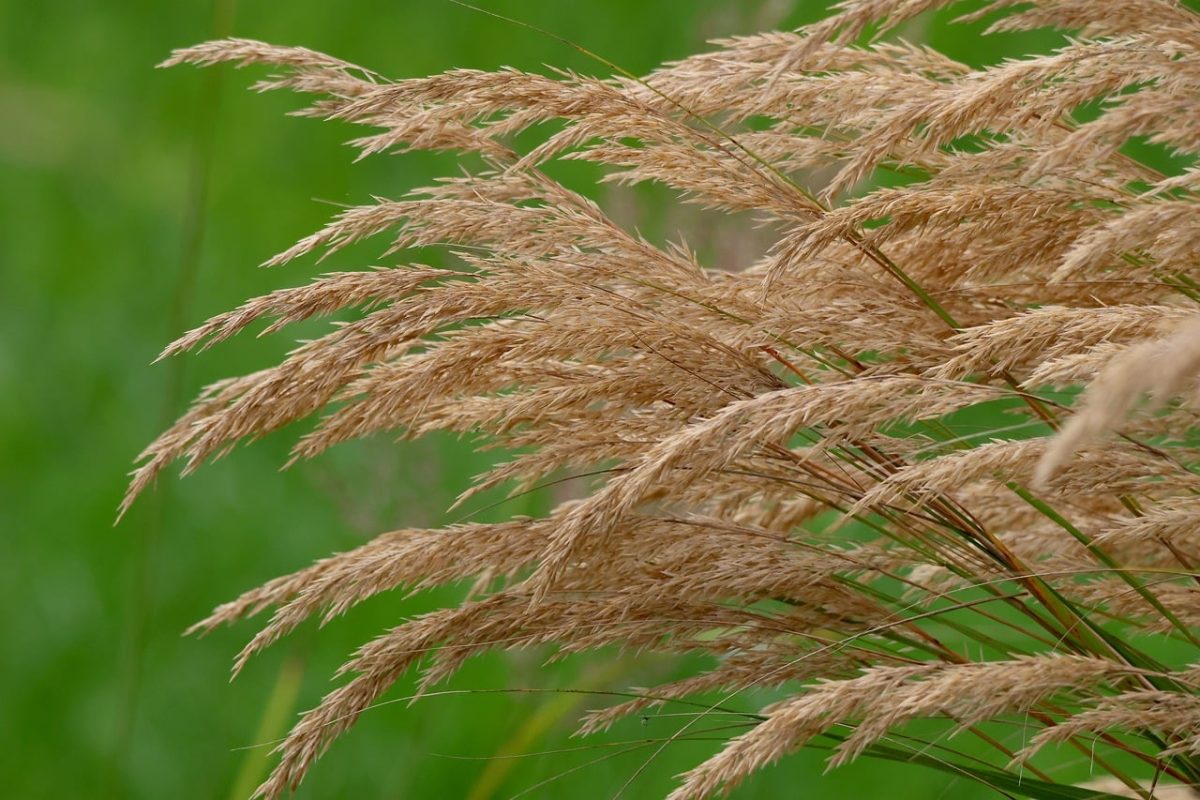 grasses, dry grasses, nature, blurred background, green background, meadow, summer landscape, movement, blade of grass, natural texture, cultivated, afternoon light, windy, ecology, plants, field, growing season, rural, mid-summer, seasonal, agriculture