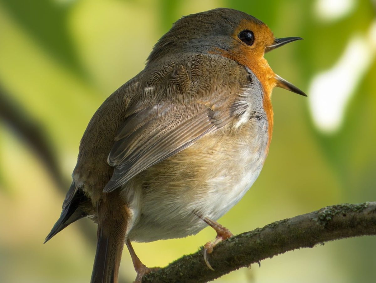 nature, wildlife, bird, ornithology, fauna, songbird, robin, bird on a branch, natural habitat, feathers, little bird, tree, birdwatching, feeding, natural light, green leaves, snapshot, green background, natural environment, details