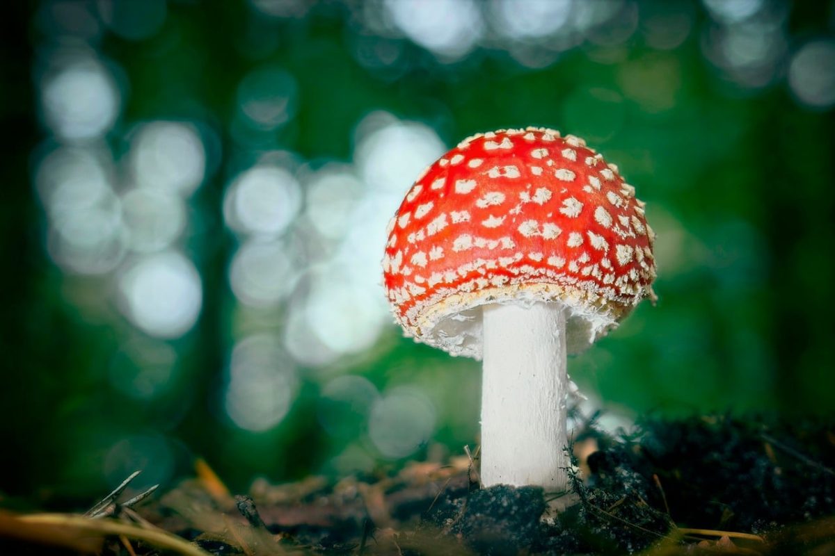 fly agaric, forest floor, nature, macro photography, green background, red color, white spots, botany, poisonous mushroom, iconic mushroom, autumn nature, wild mushroom, beautiful nature, mushroom cultivation, mushroom ecology, wilderness