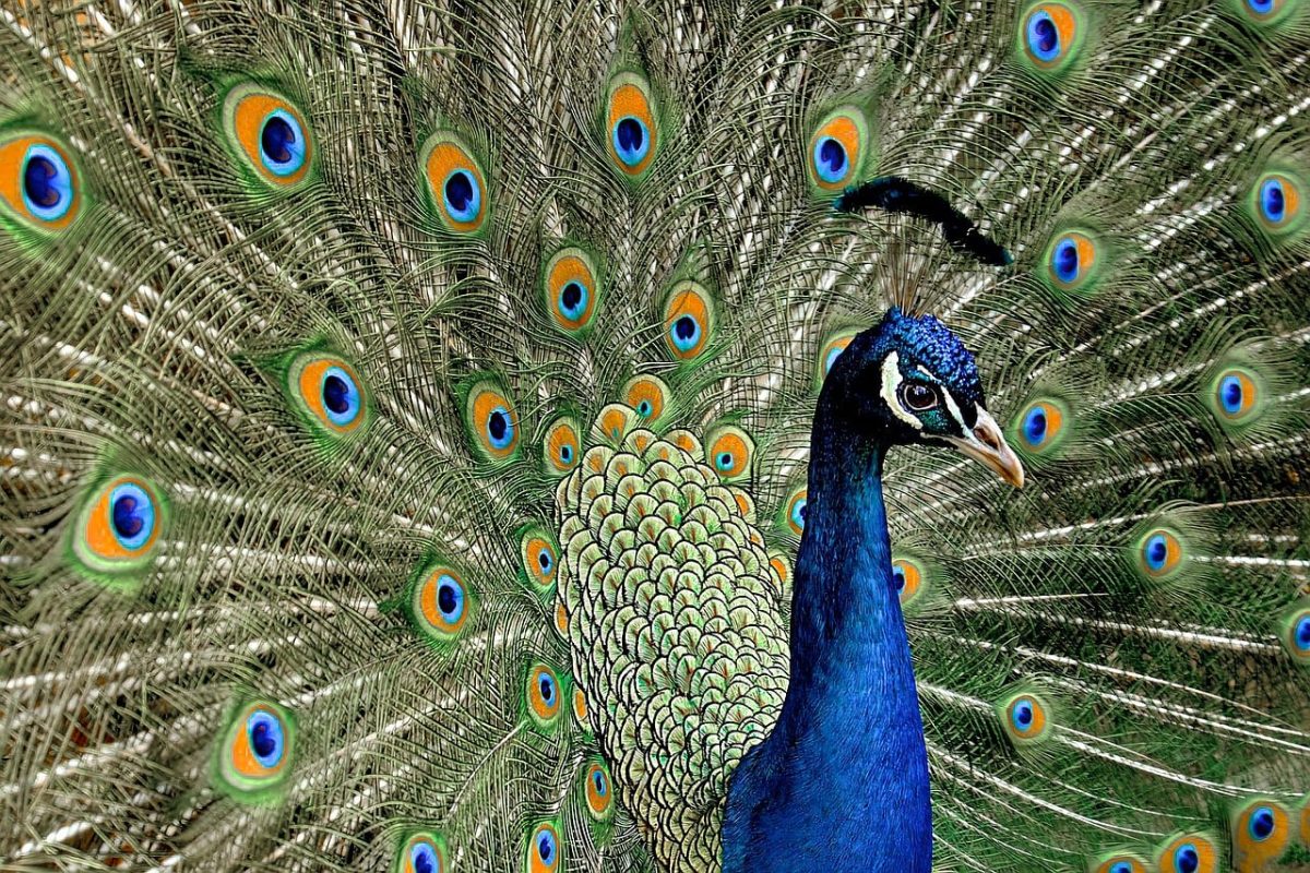 peacock, bird, colorful, feathers, nature, peacock eye, fauna, feather details, beak, green blue, beauty, striking, spread feathers, blue hues, dance, environment, wilderness, ornament, mating