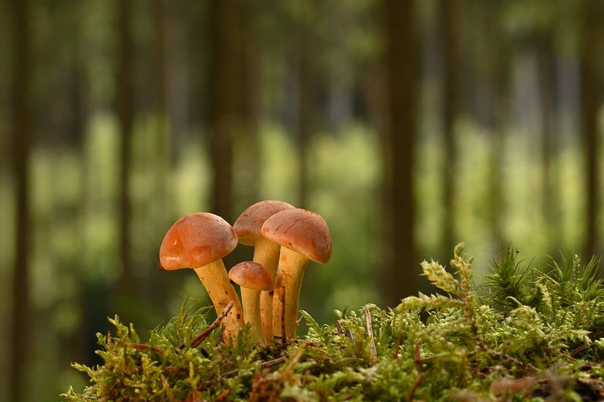 mushrooms, forest, moss, fern, forest floor, miniature, nature, autumn, tree trunk, mushroom group, mushroom cap, blur, small, close-up, family, green background, calm, peaceful, structure, harmony