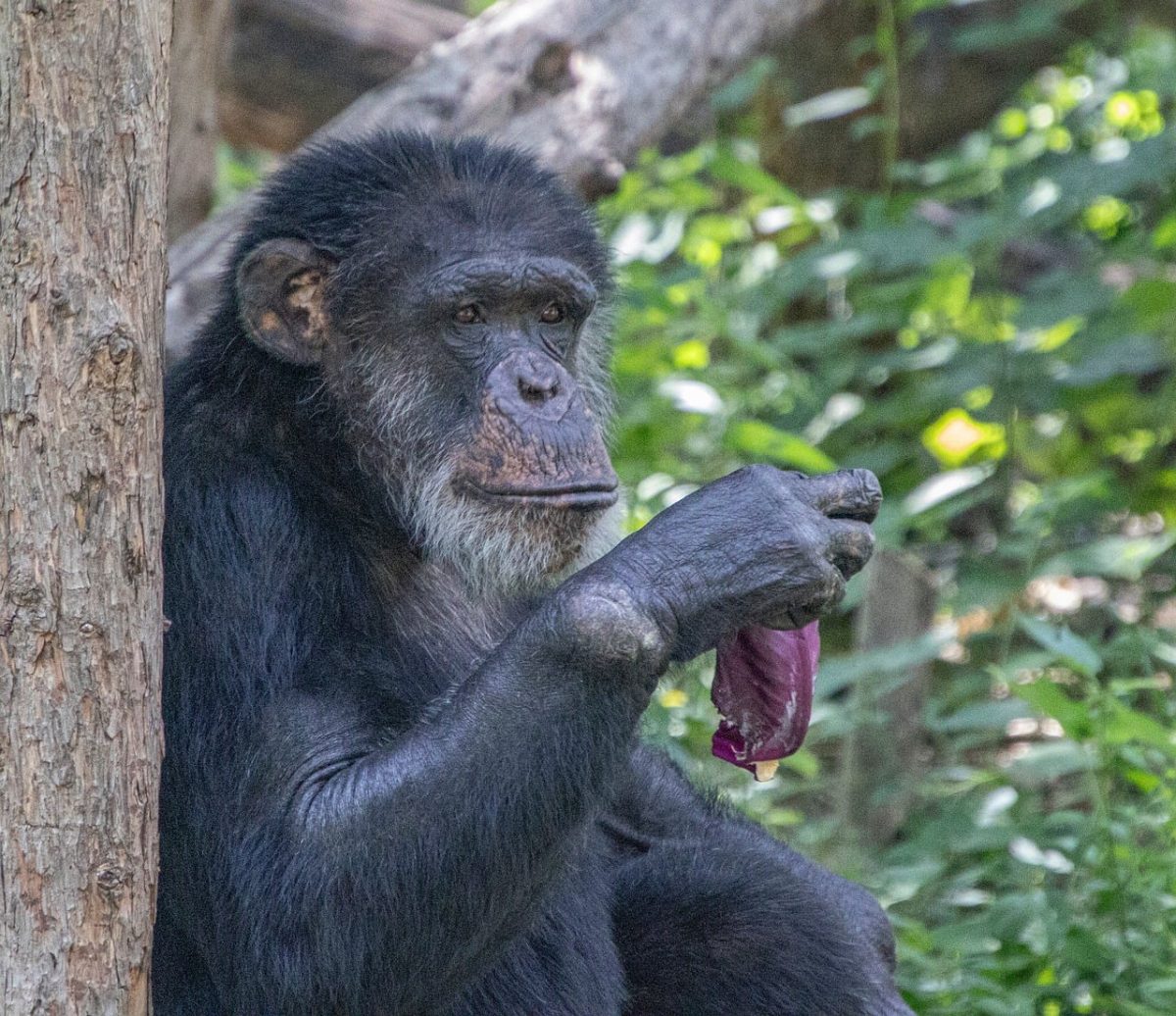 chimpanzee, zoological, mammal, jungle, ape, portrait, nature, forest, exotic, flora, animal, fauna, study, primate, behavior, biology, dominant