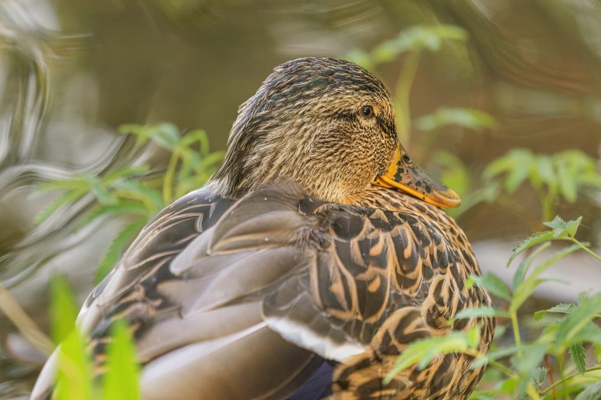 duck, animal, nature, wild, feathers, bird, reeds, water, cuddling, peaceful, green, background, wildlife, light, colors, calm, fauna, beautiful, detailed
