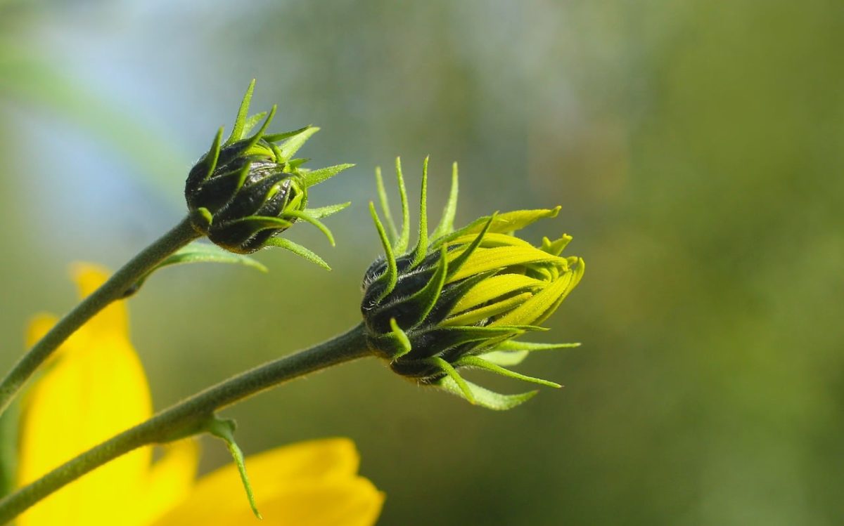 bud, flower background, flower wallpaper, yellow, flower, nature, stem, beautiful flowers, garden, plant, bright, natural, developing, leaves, triangular, sunlight, macro, common, growth, seasonal, outdoor, future, perception