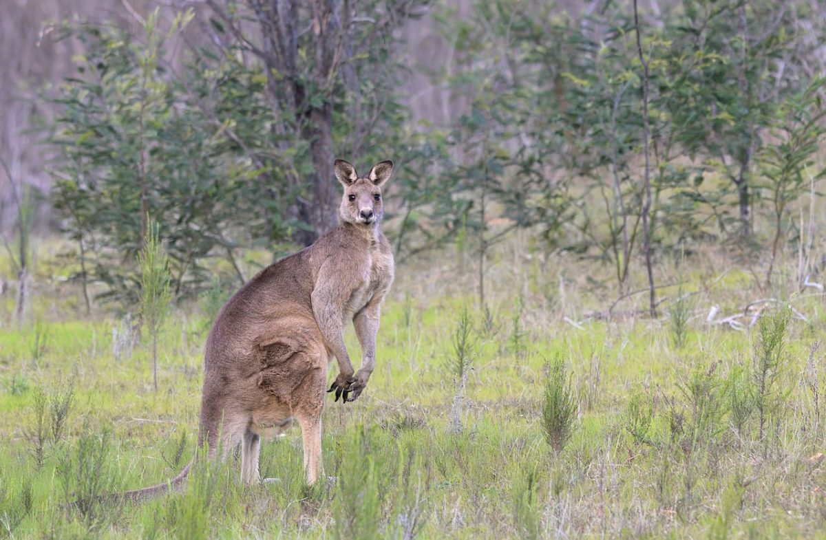 kangaroo, eastern grey kangaroo, animal, marsupial, marsupial mammal, herbivore, nature, wildlife, australian nature, macropod, australian fauna, macropus giganteus, mammal, wildlife photography, macropodidae, natural habitat, australian wildlife, macropods, macropus robustus, wild, bush