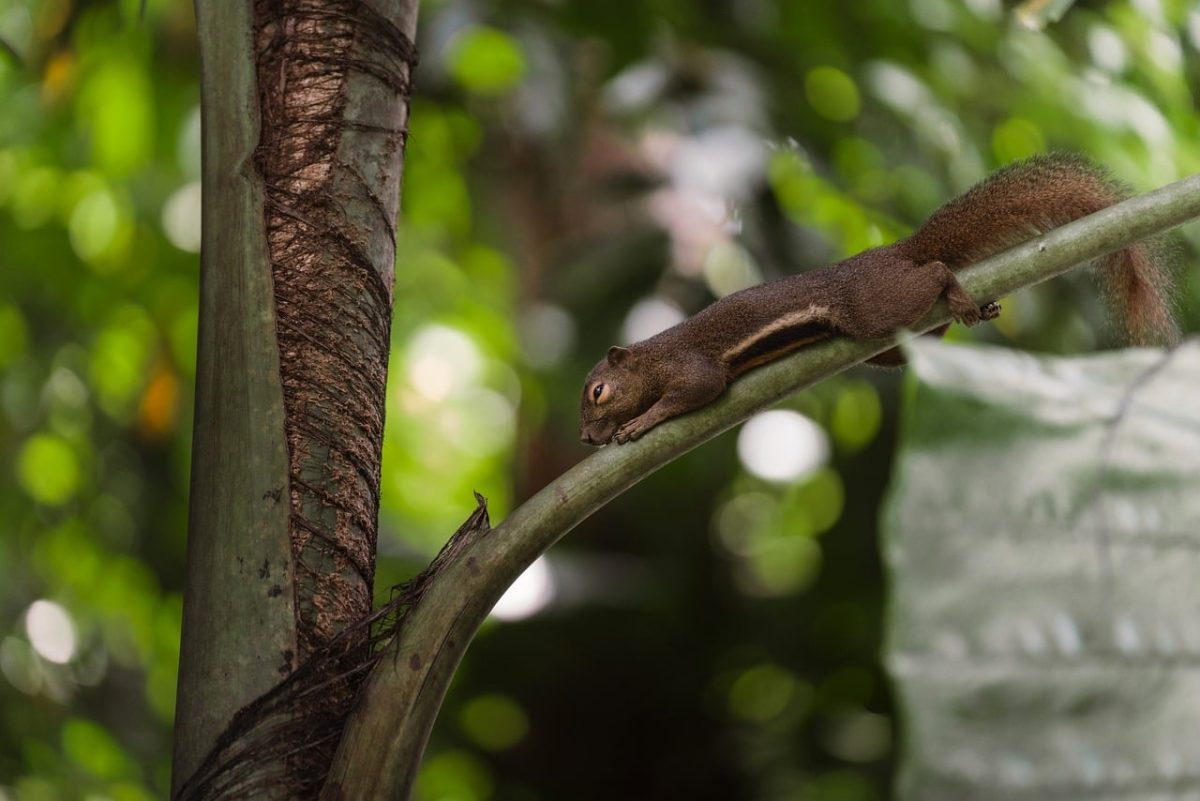 squirrel, nature wallpaper, wallpaper 4k, stretching, 4k wallpaper, palm branch, wildlife, forest, greenery, natural light, beautiful wallpaper, dynamic pose, brown fur, free wallpaper, bokeh, background, cool backgrounds, wallpaper hd, selective focus, wallpaper, 4k wallpaper 1920x1080, free background, full hd wallpaper, laptop wallpaper, mac wallpaper, beautiful nature, jungle, nature background, nature, desktop backgrounds, natural environment, windows wallpaper, animal behavior, 4k, hd wallpaper, desktop wallpaper, colors of nature