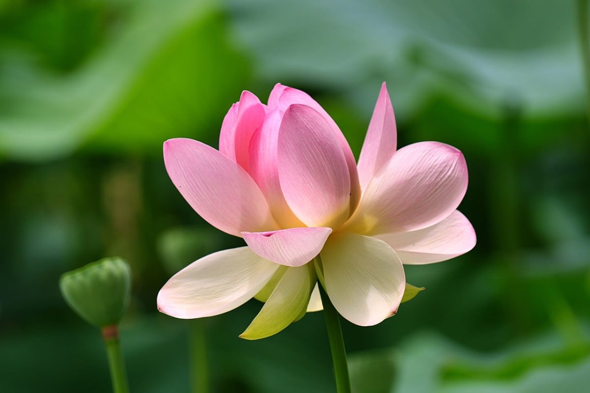 lotus, pink flowers, nature, summer, garden, gardening, beauty, lotus flower, botany, foliage, hummingbird, exotic, water plant, roots, close-up, eco-friendly, tranquility, zen, relaxation, calm