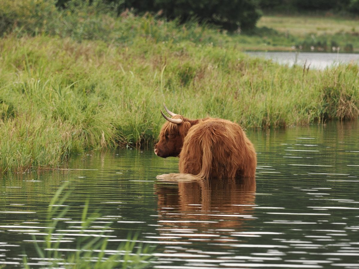cow, highland cattle, long fur, nature, pasture, lake, free range, feeding, horned, grass, ecosystem, misty, water bank, animals, livestock, grazing animals, rural landscape, ecology, meadow