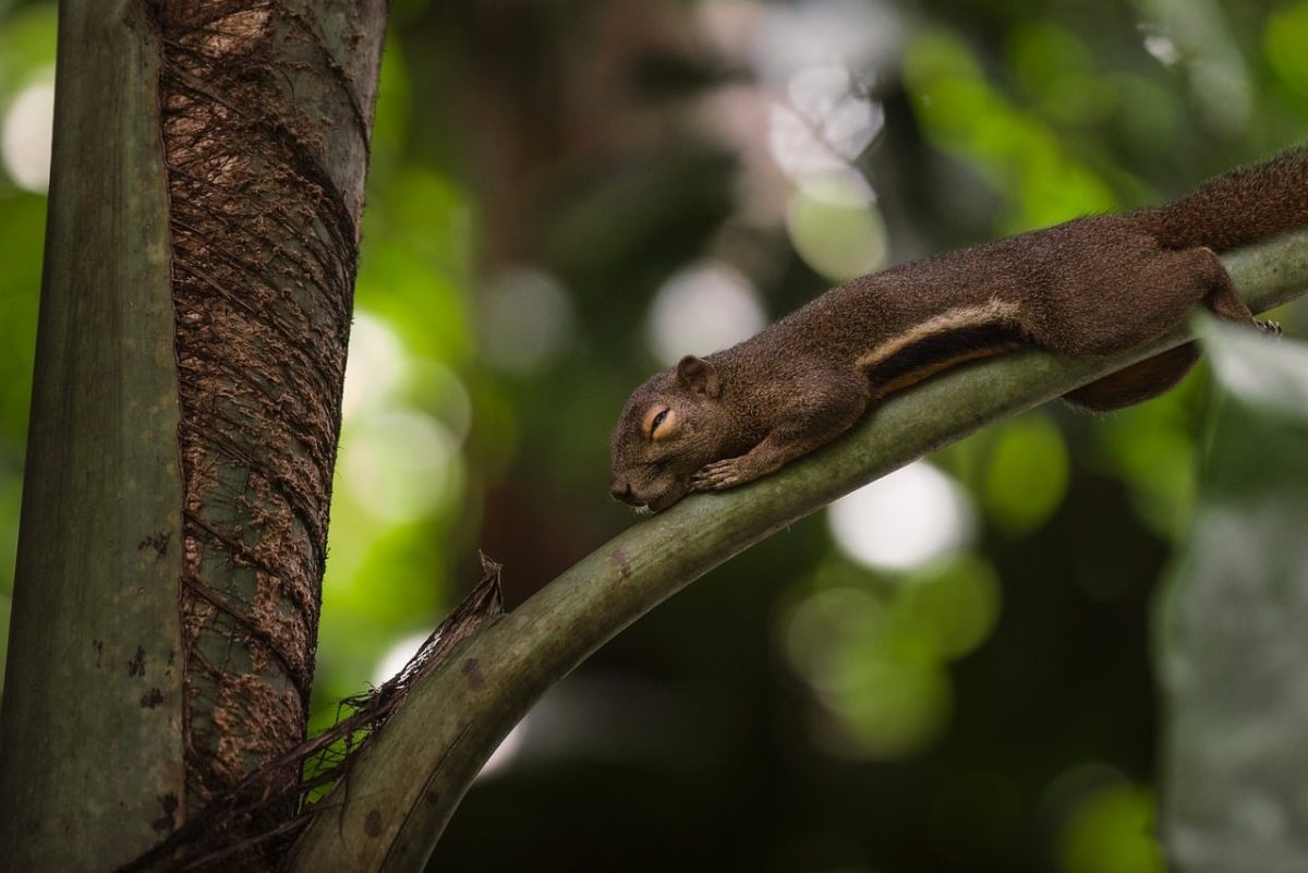 squirrel, beautiful wallpaper, mac wallpaper, laptop wallpaper, sleeping, curled, 4k wallpaper, cool backgrounds, desktop backgrounds, wallpaper 4k, full hd wallpaper, tropical branch, peaceful, free wallpaper, forest greens, windows wallpaper, macro wildlife, soft focus, natural scene, animal rest, iphone wallpaper, phone wallpaper, wallpaper, background, hd wallpaper, 4k, 4k wallpaper 1920x1080, cozy, asian-european, sleepy, free background, wallpaper hd, tranquility, protective