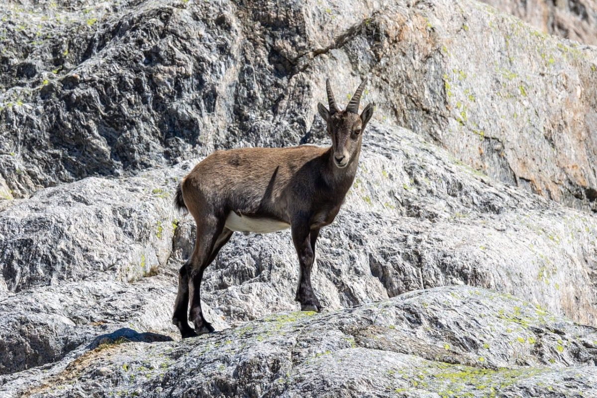 ibex, mountains, rock, wild, animal, nature, alps, wildlife, mountain environment, depicting, mountaineer, haute-savoie, horns, markings, chamonix, bark, adaptation, silhouette, accessibility, camouflage