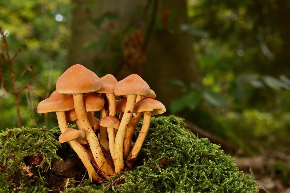 mushrooms, forest, moss, autumn, close-up, nature, tiny mushrooms, green, hiking, forest floor, ecosystem, mushrooms growing, natural environment, mushroom cluster, fungi growth, mushroom picking, damp environment, habitat