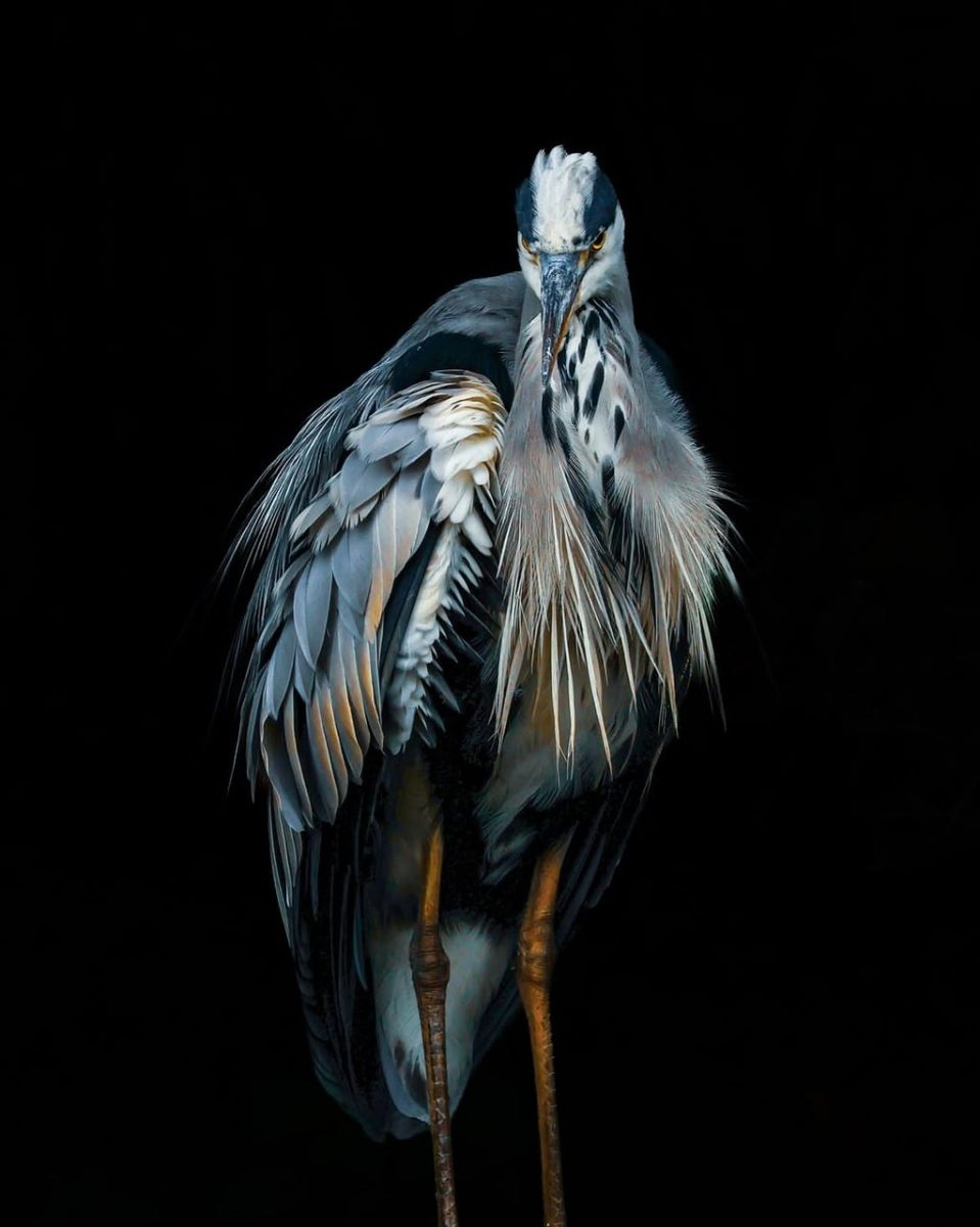 grey heron, bird, plumage, neck, beak, dark, background, nature, studio lighting, drama, posture, wildlife, alert, beautiful wallpaper, elegant, sharp focus, detailed plumage, wild bird, sharp beak, animal