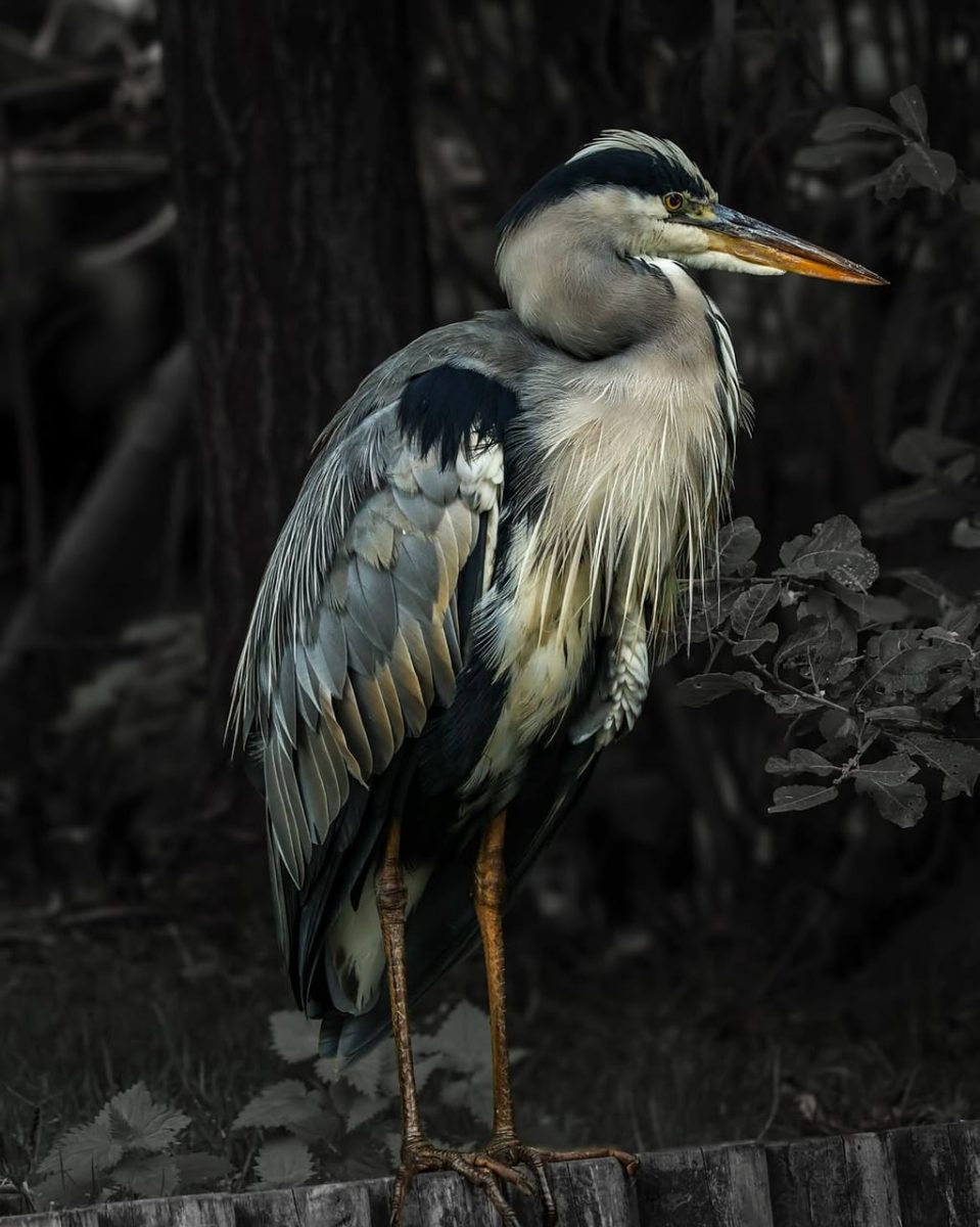 grey heron, bird, standing, wildlife, nature, long beak, sharp beak, plumage, outdoors, railing, dark background, detailed, wood, graceful, animal, natural habitat, calm, patience, alert, hunter