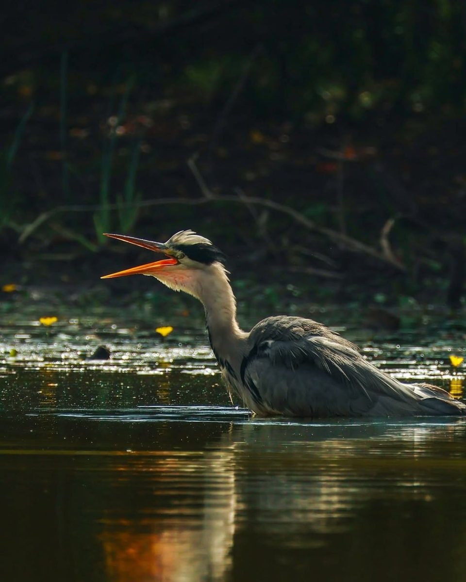 grey heron, heron, wildlife, water bird, calling, open beak, wader, standing in water, pond, wetland, nature, reflection, water ripples, natural habitat, wild animal, outdoors, day, sharp feathers, gray feathers, long neck, sharp beak