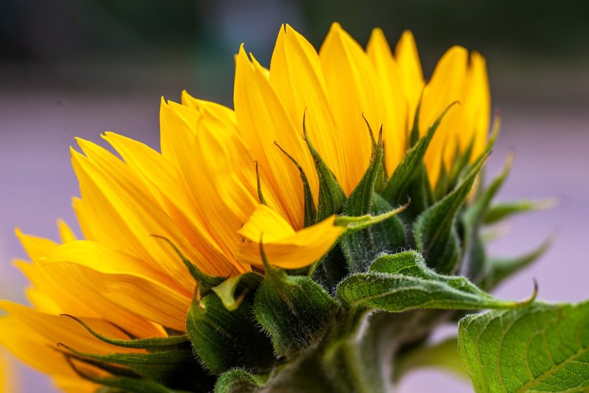 sunflower, yellow, nature, flora, leaf, detail, bokeh, green, petals, summer, horticulture, beauty, macro photography, natural beauty, color, bright, fresh, garden plants, sunlight, tranquility
