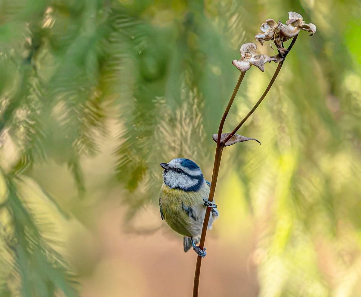 blue tit, bird, nature, wild, songbird, natural habitat, tree bark, natural light, background, green, bokeh effect, garden bird, natural scene, detail, green color, cyanistes caeruleus, birdwatching, perched bird