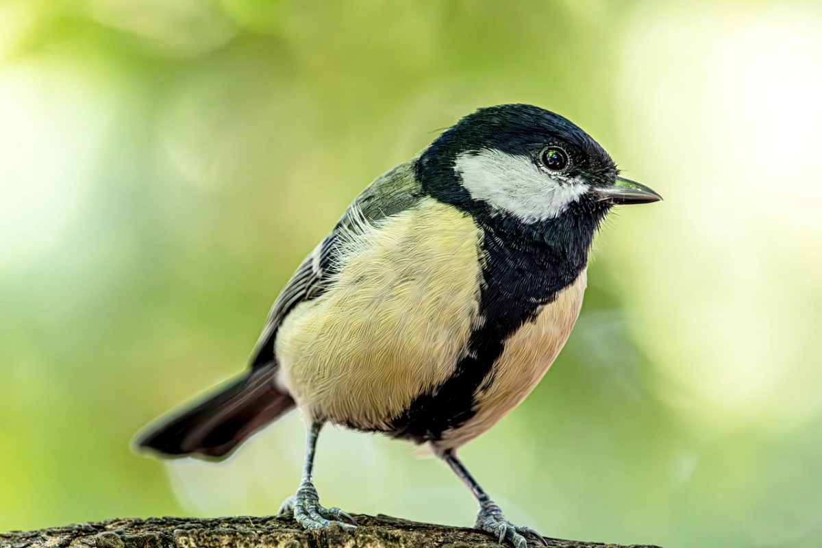 great tit, bird, nature, macro, green background, natural environment, songbird, yellow breast, wildlife, bokeh effect, feathers, avian, perched bird, wood texture, passerine, background, beak, garden bird, small bird