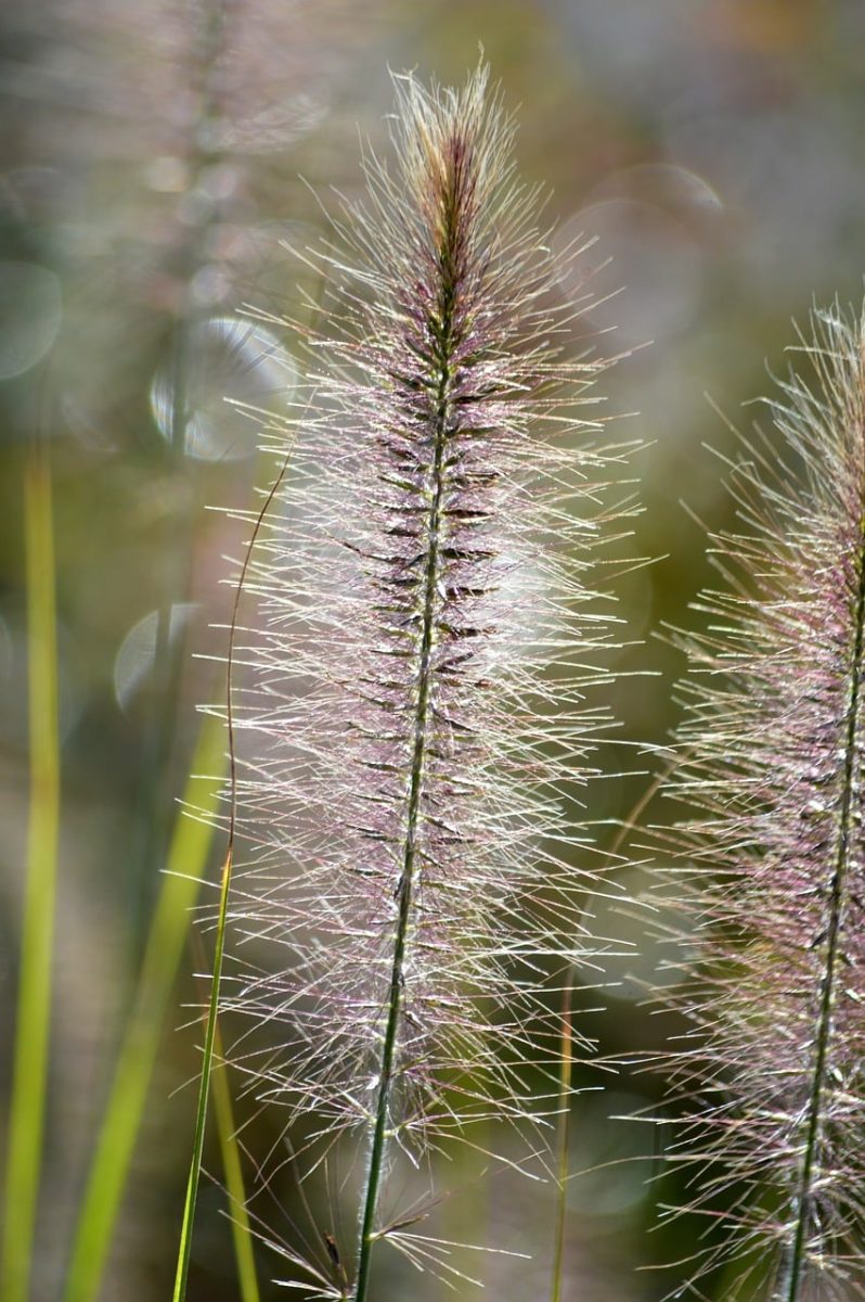 grass, purple, macro, bokeh, ornamental grass, garden, nature, pennisetum, plant, blooming, backlight, summer, fluffy, landscape, texture, season, autumn, design, attractive, focus
