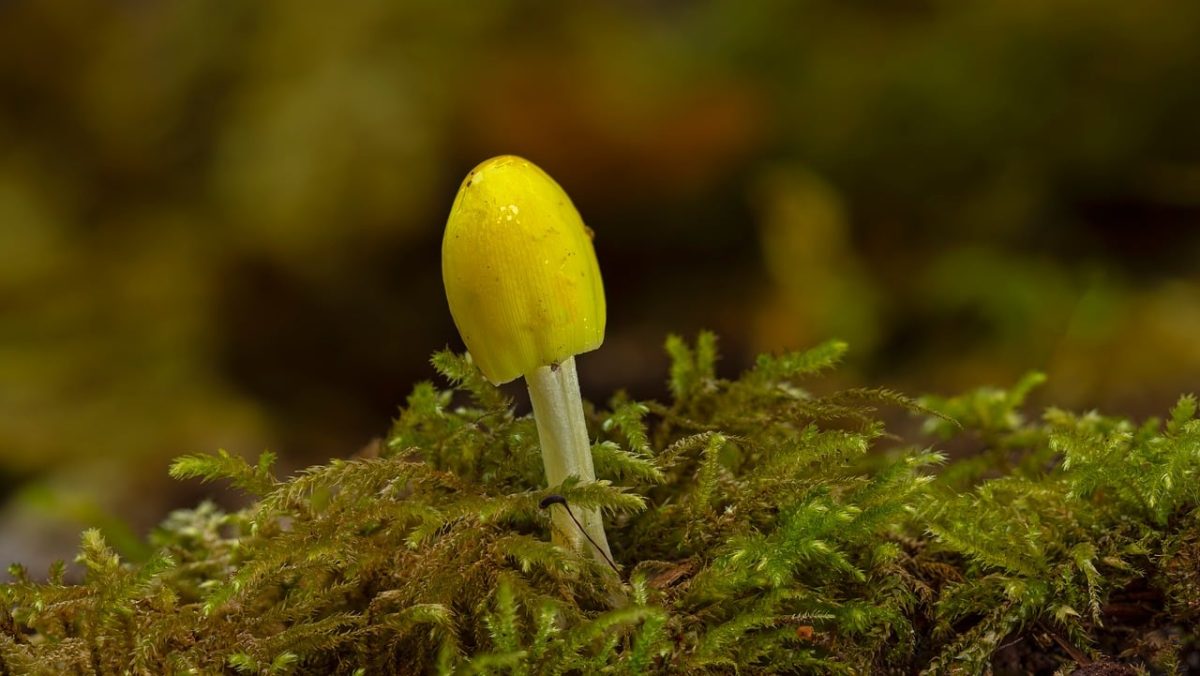 mushroom, moss, macro shot, forest, nature, autumn, ecosystem, forest floor, mycology, growing, natural beauty, small organism, ecological awareness, ecological habitat, forest ecosystem, forest flora, growing mushroom