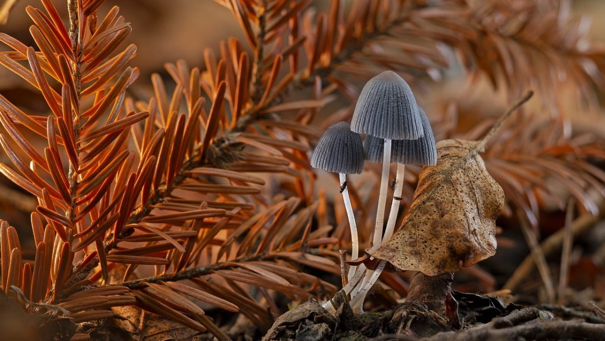 mushrooms, forest floor, autumn, natural beauty, mycology, macro, eco, forest ecosystem, small organisms, growth, brown foliage, nature, leaf, ecological balance, dry leaves, micro-ecosystem, botany, natural environment, science, nature balance, forest flora