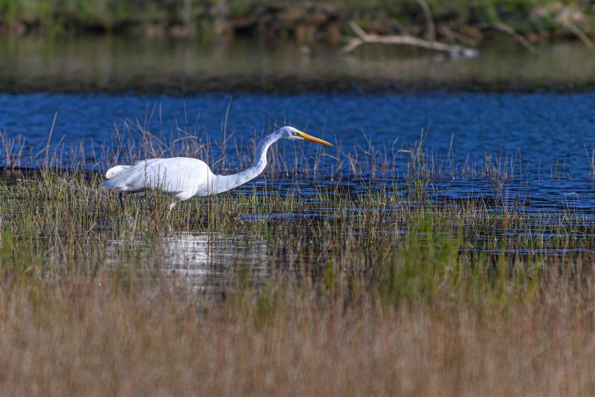 great egret, eastern great egret, egret, white, animal, wildlife, ornithology, long-necked, wader, wetland, lake, nature, feathers, beak, australia, bird, feeding, river, photography, heron, pale white, ardea alba modesta