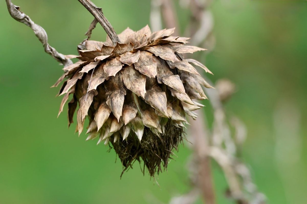 artichoke, dry flower, withered, texture, nature, plant, outdoors, dried flower, natural decoration, autumn color, decorative, autumn season, botany, brown, outdoor decor, garden, old plant, wrinkled, unique, rural, garden design