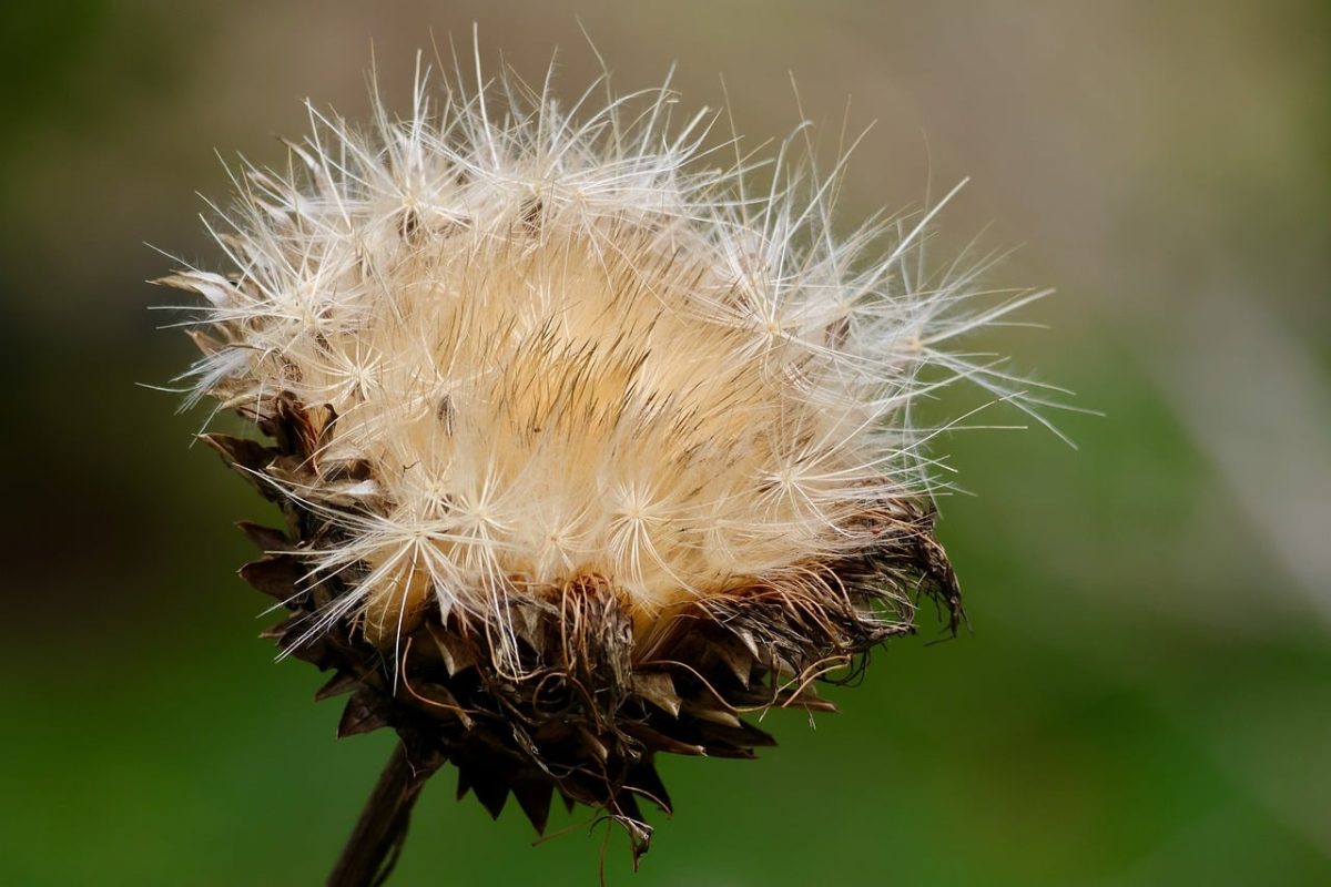 artichoke, wilted, dry, seed, fluff, dried flowers, nature, close-up, contrast, plant, gardening, ephemerality, decay, autumn, curls, background, visible textures, fluffy, vibrant vegetation, diffused light