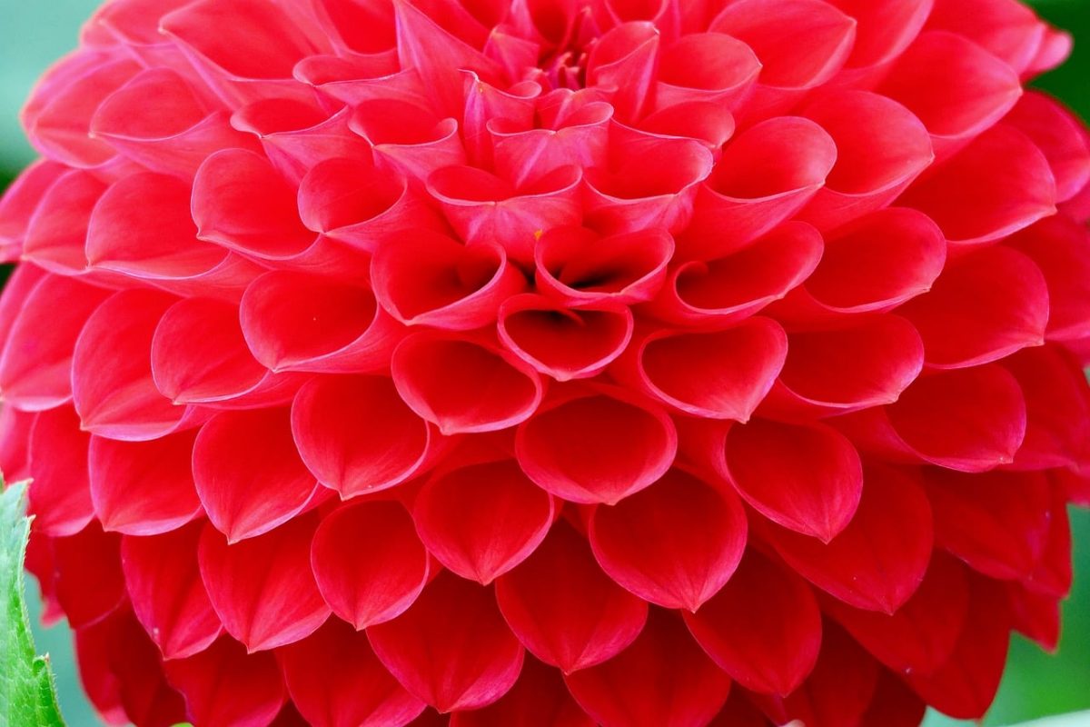 dahlia, red, flower, petals, nature, garden, beauty, botany, decorative, vibrant color, summer, floral decoration, detail, texture, intense, clear, natural, brilliant, horticulture