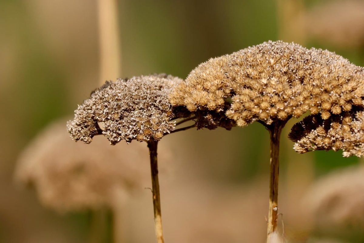 dried flowers, nature, detail, macro, black and brown, autumn, close-up, dry leaves, wilted, natural textures, natural color palette, texture, earthy tones, natural environment, inanimate nature, ochre, decay, season, nature art, tranquility
