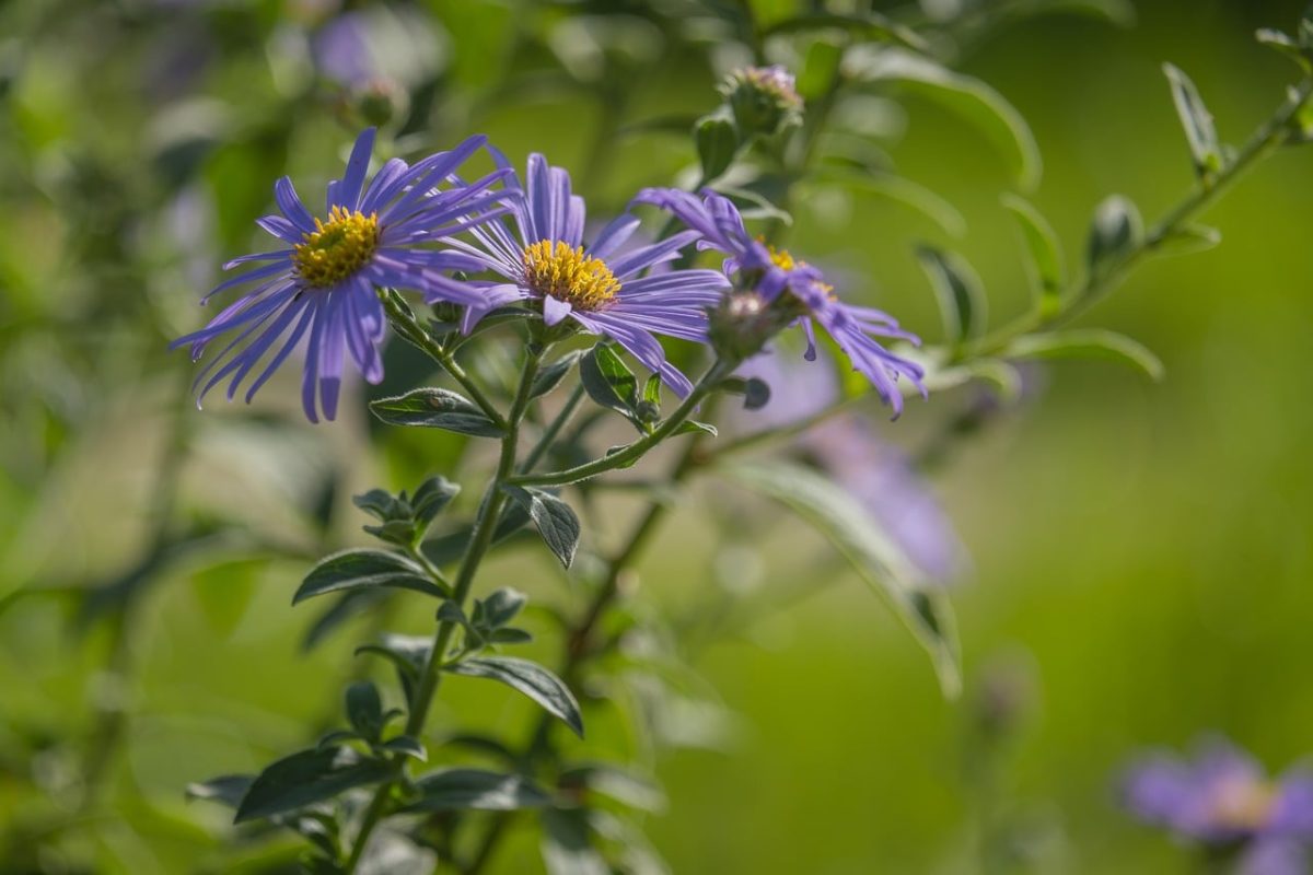 purple flowers, macro photography, nature, summer, gardening, growth, natural beauty, sunlight, soft bokeh, outdoors, agriculture, green, cheerful, petal, purple, rural, beauty, botany, wild, twig