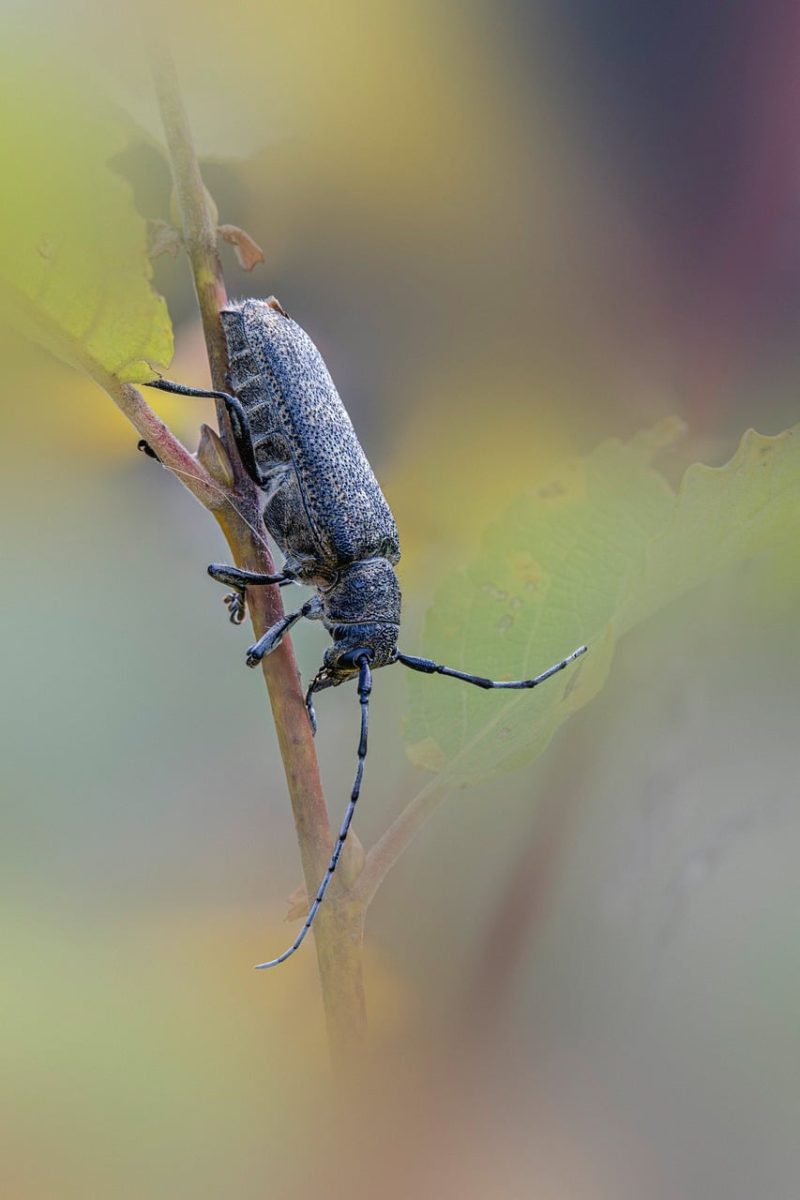 nature, animal, antenna, forest, insect, invertebrate, bug, decoration, macro, gray, detail, stem, wildlife, environment, grayish brown, wild, outdoors