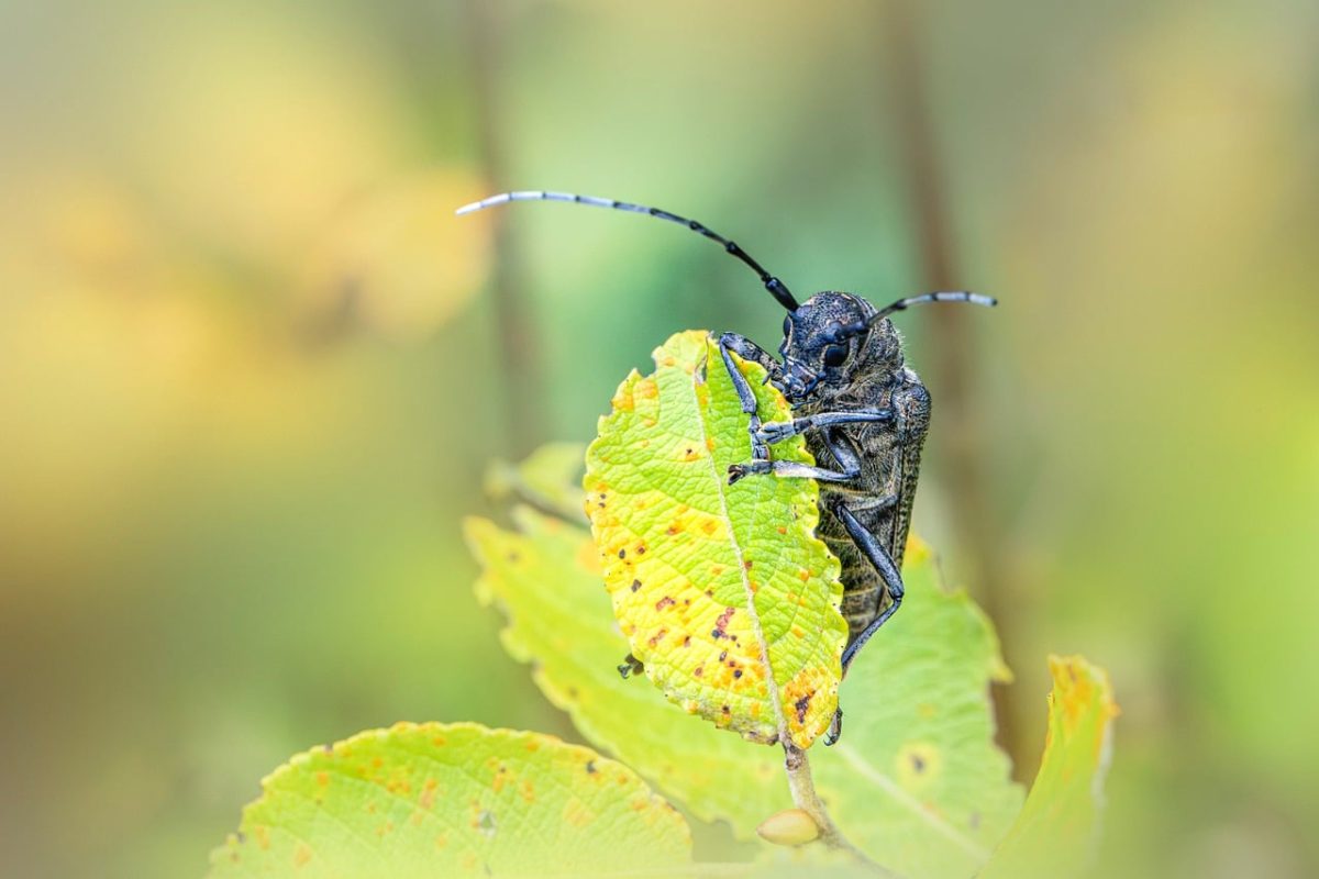 nature, animal, antenna, insect, invertebrate, longhorn beetle, leaf, outdoors, wildlife, forest, macro, details, green, close-up, black, bug, natural, ground, net