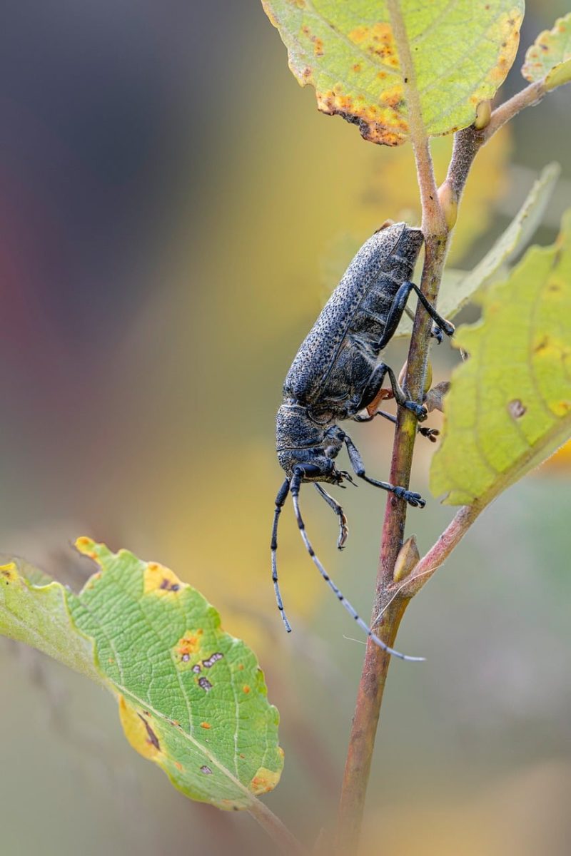 beetle, insect, wood, nature, leaf, sprout, yellow-green, macro, outdoors, forest, wilderness, invader, larva, stalk, detail, multicolored, camera, large, inside, colored, longhorn beetle