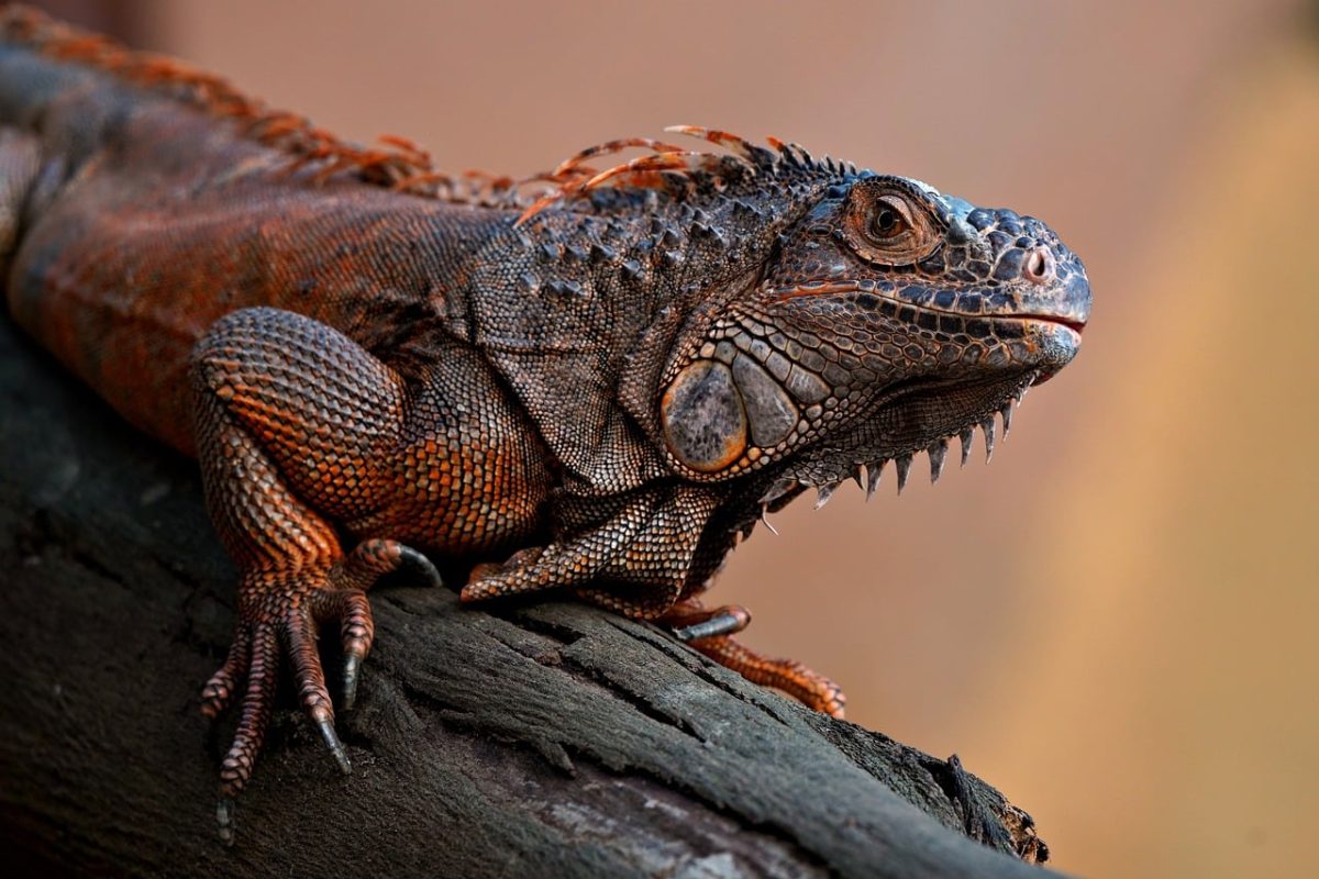 iguana, animal, reptile, wildlife, nature, detail, skin, rough, scales, tree, terrestrial, green, creature, exotic, portrait, color, reptiles, camouflage, sitting, red, close-up