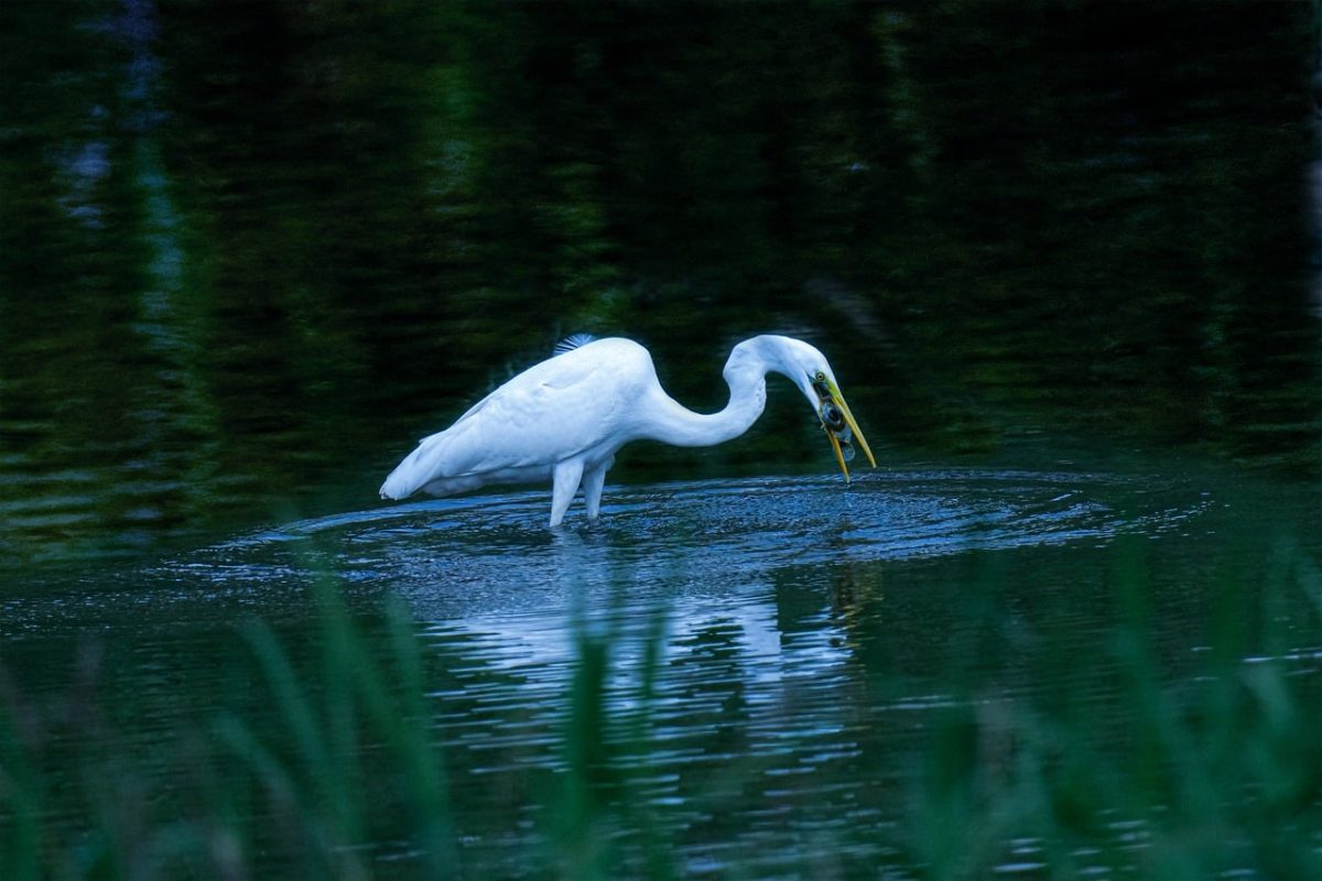 egret, fishing, lake, wilderness, waterbird, stance, prey, reflection, silence, pond, nature, catching fish, bird of prey, tranquil, environment, white feathers, bow, pickado, intruder, disgrace