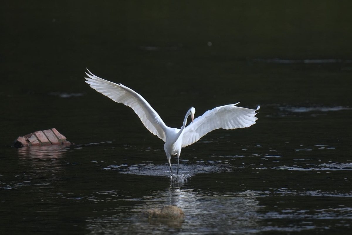 egret, wings, river, water, flight, nature, bird, korean, hunting, fishing, white, calm, animal, wing, feather, wildlife, silence, ecosystem, photography