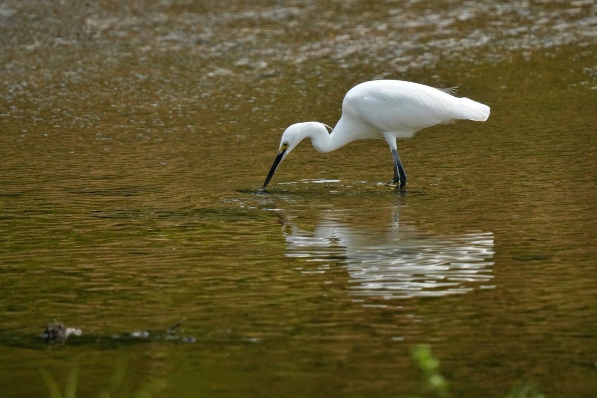 bird, heron, ecology, serenity, reflection, fishing, natural, environment, river, biology, hunting, wing, white, nature, feathered, wildlife, lake, natural habitat, calm, ornithology