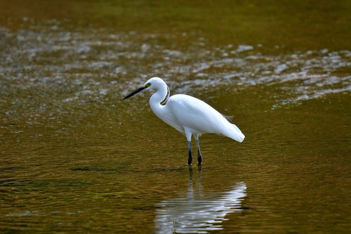 heron, bird, animal, river, feather, wing, reflection, nature, water, korea, snipe, lake, wilderness, ornithology, serenity, wildlife, hunter, purity