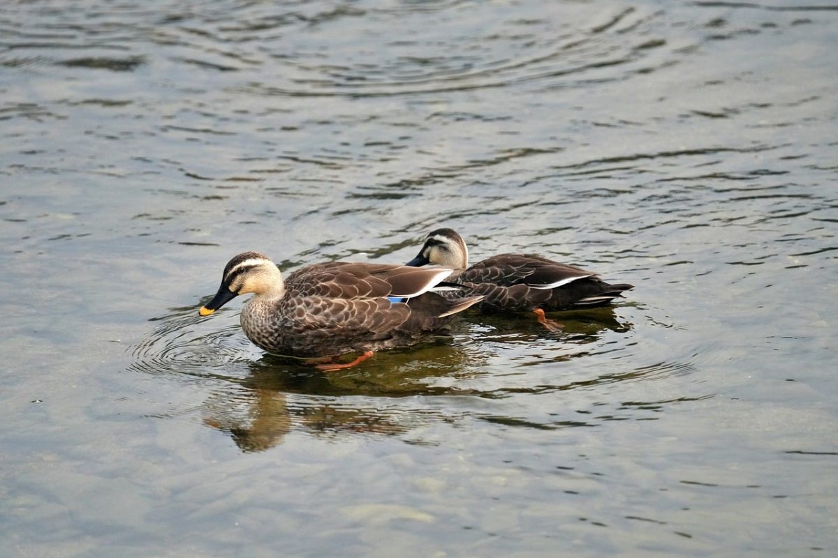 duck, waterfowl, wild duck, pair, nature, water surface, swimming, wildlife, feathers, spot-billed duck, fauna, wings, bathing, hunting, wild, puddle, lake, calm, water, ornithology, wild animal