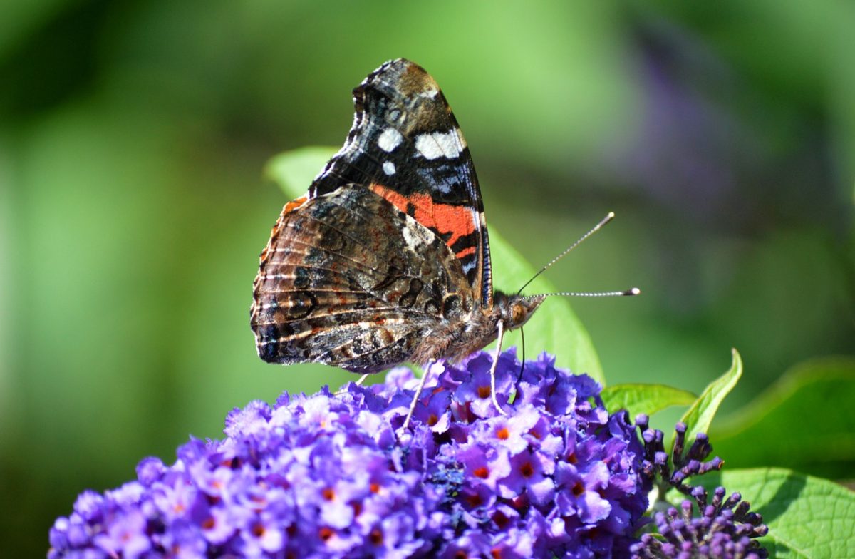 butterfly, red admiral, buddleia, close-up, entomology, insect, nature, flora, flower, wings, colorful, beautiful, macro, ecology, wildlife, summer, nymphalid, ecosystem, garden, culture, outdoor