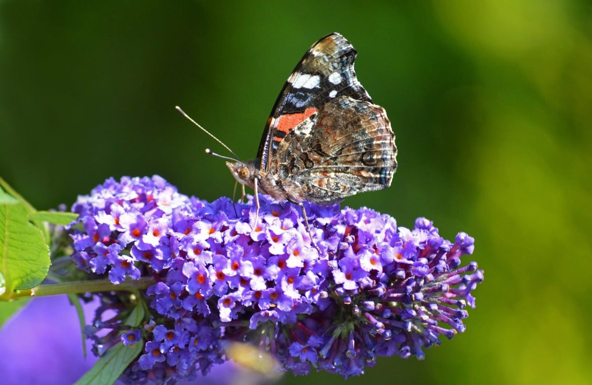 butterfly, vanessa atalanta, insect, nature, fauna, summer, close-up, entomology, butterfly bush, closer view butterfly, admiral butterfly, garden plant, nature wallpaper, black and red color, flowering plant, butterfly garden, butterfly wings, ornamental gardening, wildlife