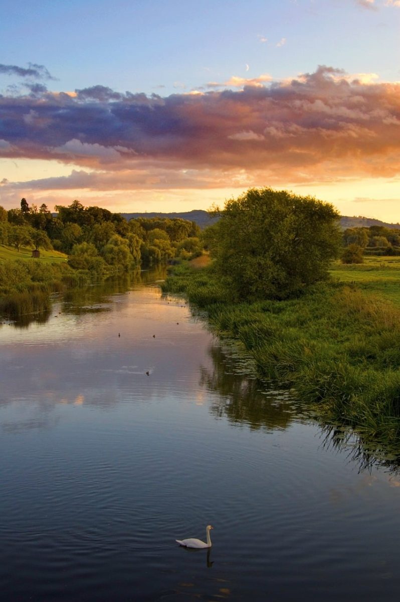 river, swan, sunset, sky, nature, trees, peaceful, reflection, low angle, green grass, calm water, hill view, afternoon, clouds, panorama, wildlife, countryside, water reflection, quiet, landscape, visual, evening