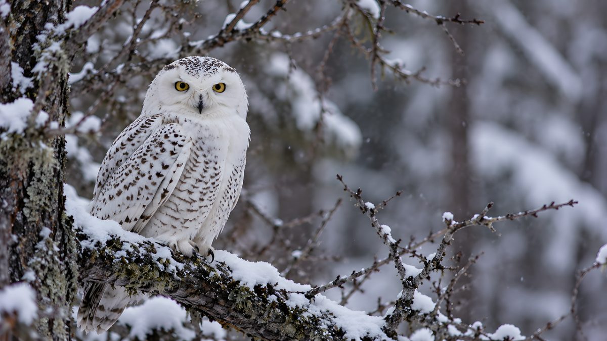 owl, bird, nature, wildlife, feathers, predator, ornithology, plumage, winter, snow, landscape, cold, frozen, forest, snow-covered, hunter, beauty, white, looking out