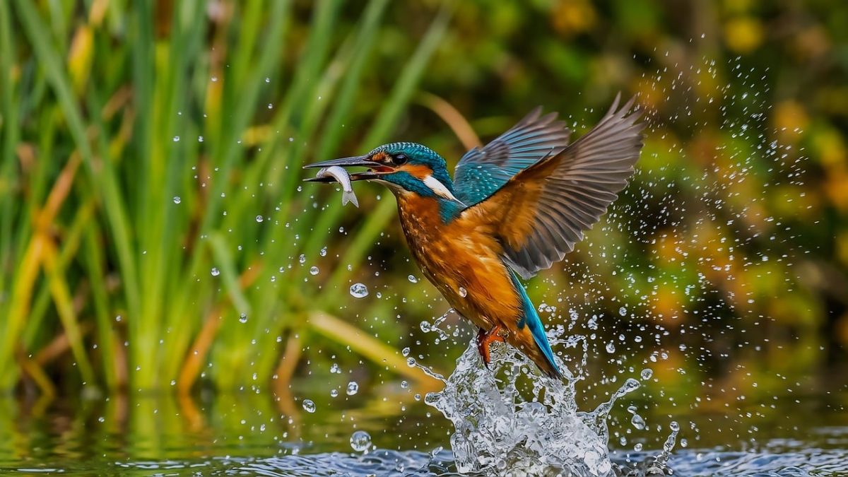 kingfisher, waterfall, hunting, fish, wings, nature, catch, flight, droplets, swamp, wings over water, ecosystem, speed, action shot, wildness, environment, movement, wingspan, natural sounds, wilderness