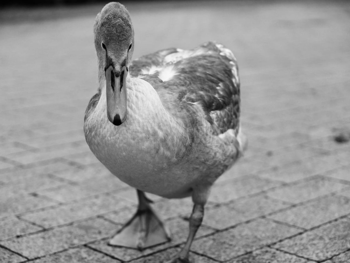 swan, black and white, bird, pavement, collective, urban, juvenile, outdoors, cygnet, duck, pedestrian, swan head, face, detail, without people, nature, alone, feathers, park, indeterminate