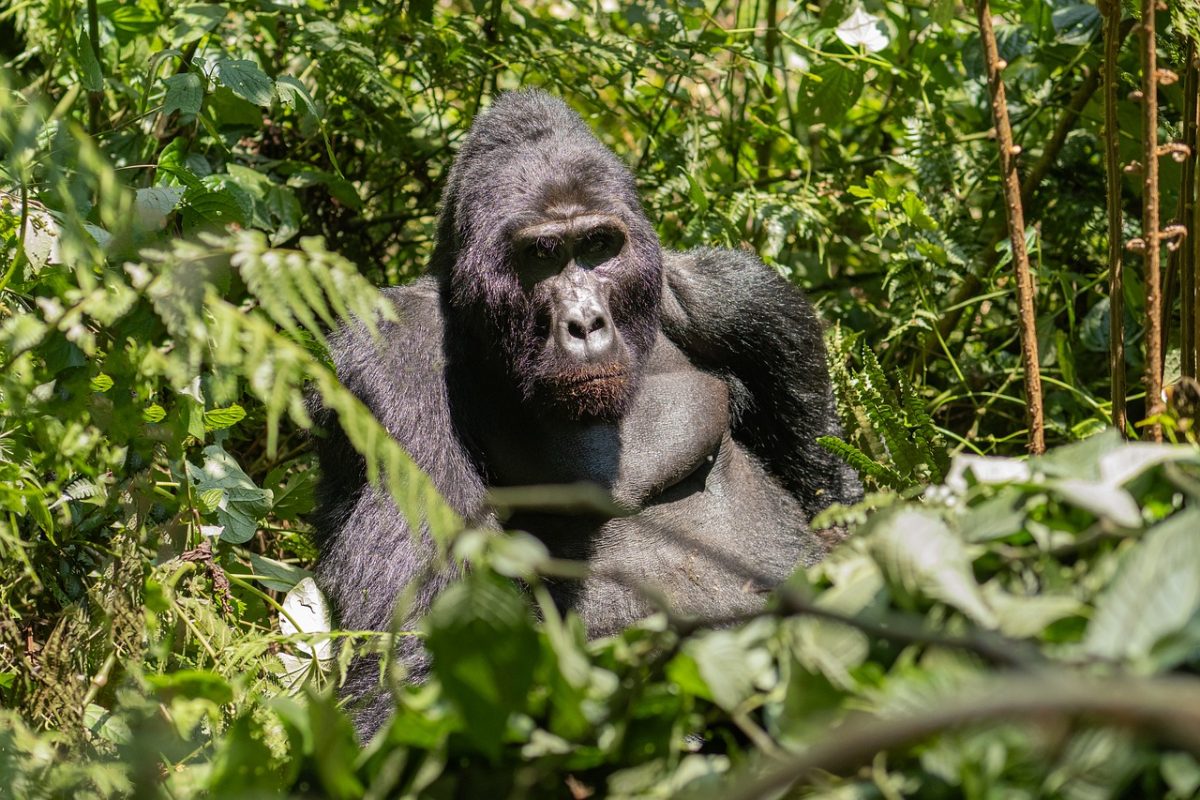 gorilla, jungle, nature, uganda, rainforest, wildlife, animal, green, dense, male, black, strong, eyes, grass, rest, habitat, gorilla mountains, protection, portrait, alertness, pose